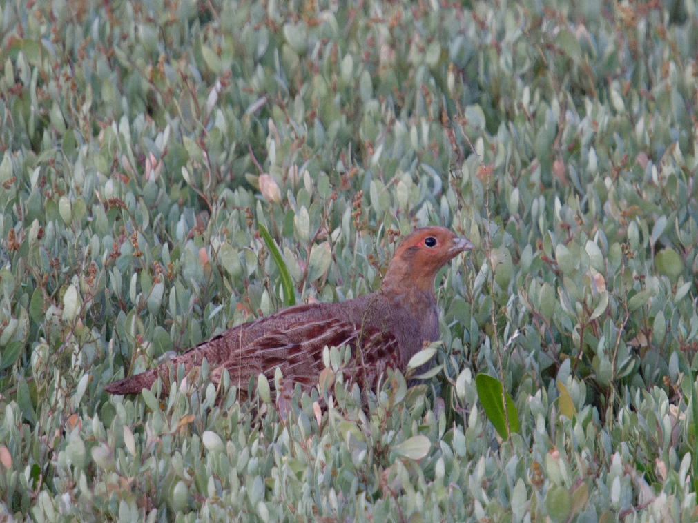 Photo of Grey Partridge